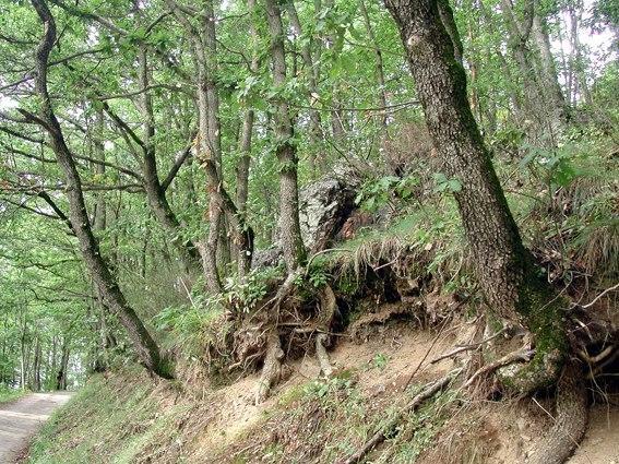Can Janpere I Pardines Dış mekan fotoğraf