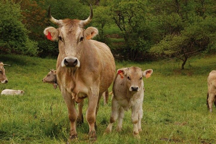 Can Janpere I Pardines Dış mekan fotoğraf